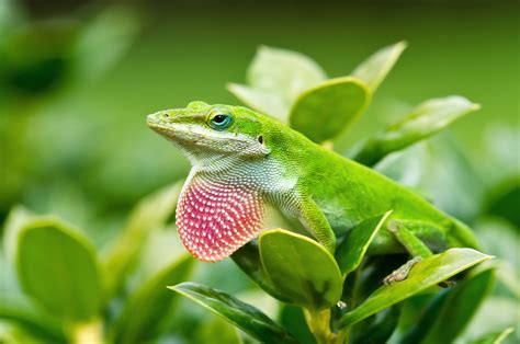 anolis facebook|anolis carolinensis pictures.